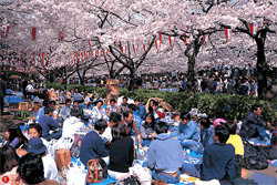 Información de Wikipedia sobre Hanami, la Fiesta de la Flor del Cerezo