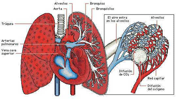 Información de Wikipedia sobre Anatomía de los Pulmones